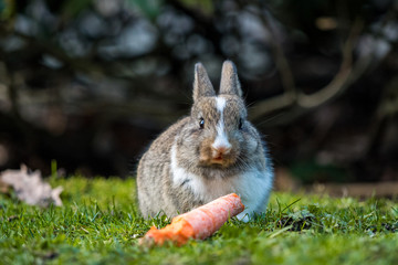 cute white chested bunny watching you while having a piece of carrot in its mounth