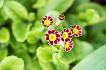tiny pink flowers with yellow stamen on the ground with green background