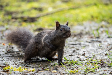 Naklejka na ściany i meble curious black squirrel looking at you at far distance