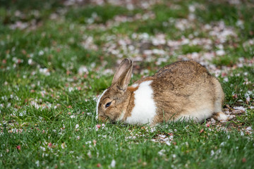 white neck rabbit eating grass while enjoying the afternoon sun