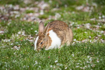 white neck rabbit eating grass while eyes half closed