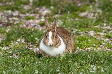 white ring necked rabbit enjoying its grass in the month