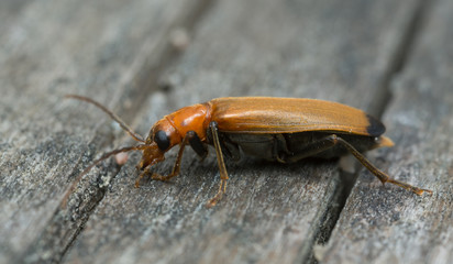 Wharf borer, Narcerdes melanura on wood