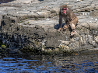 Earth Tones on a Japanese Macaque with a Pink Face at the Pond's Edge