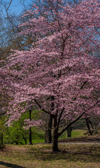 Obraz na płótnie Canvas Bright Pink Petals on a Flowering Dogwood in a Park Landscape