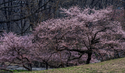 Bright Pink Petals on a Flowering Dogwood Trees in a Park Setting