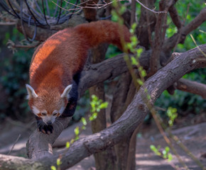 Deep Orange and White Fur on a Red Panda Climbing Down a Tree