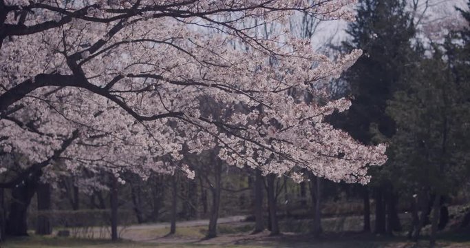 桜吹雪 ソメイヨシノ