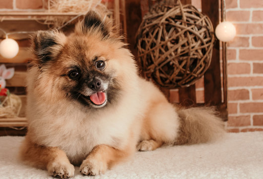 lulu pomerania natsu