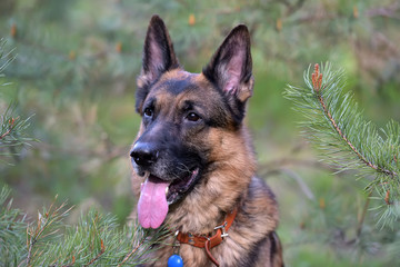 Portrait of a German Shepherd Dog