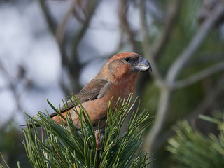 parrot crossbill (Loxia pytyopsittacus)