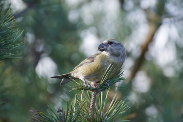 parrot crossbill (Loxia pytyopsittacus)