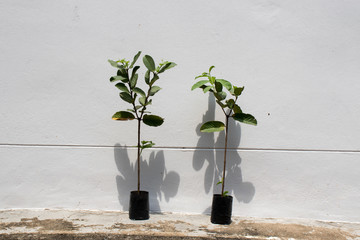 Couple of guava tree in front of the white concrete wall for background,Psidium guajava.