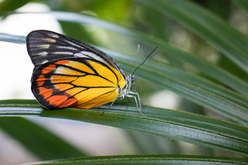 Colorful monarch butterfly .clutches on the lady palm leaves,Danaus plexippus.