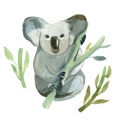 Watercolor koala is holding the bamboo branch © Kateryna
