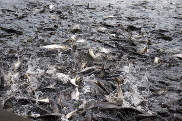 A group of Thai iridescent sharks or striped catfish or sutchi catfish are scrambling to eat bread in muddy water,Pangasianodon hypophthalmus.