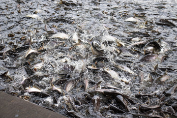 A group of Thai iridescent sharks or striped catfish or sutchi catfish are scrambling to eat bread in muddy water,Pangasianodon hypophthalmus.