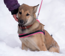 Red puppy among snow