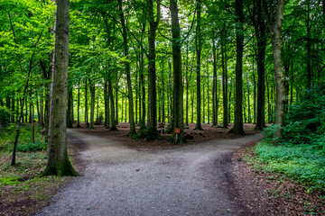 Parting of a road at Haagse Bos, forest in The Hague