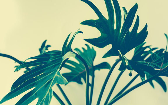 Fototapeta Exotic tropical xanadu leaves on white background.nature concepts
