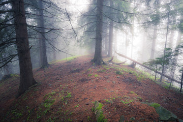 Beautiful view of mysterious foggy forest