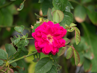 Dark pink of Damask Rose flower.