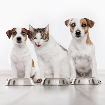 Dog and cat eating food