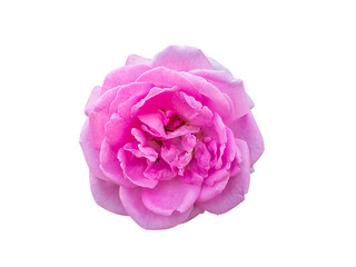 pink of Damask Rose flower.