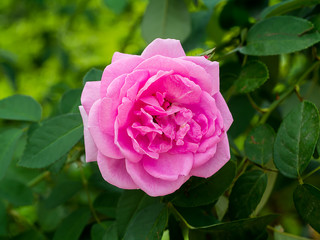 pink of Damask Rose flower.