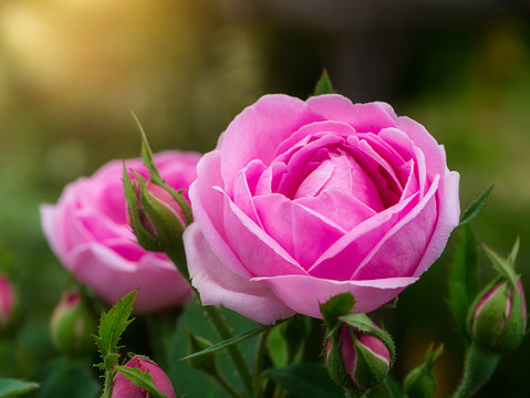 pink of Damask Rose flower.