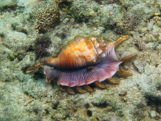 Fototapeta na wymiar Shell of mollusc