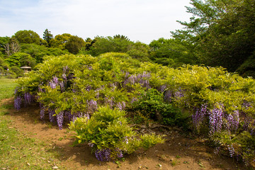 Fototapeta na wymiar Purple wisteria flower