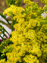 Solidago canadensis flower