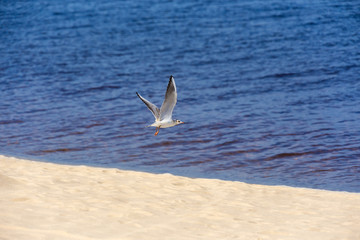 Seagull, sea and sand