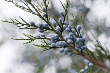 Blooming green arborvitae
