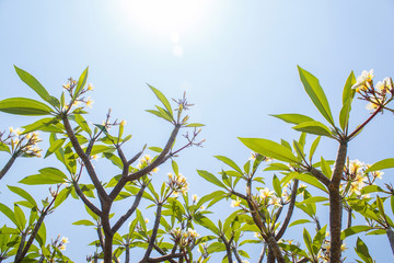 Plumeria flower white tropical flower, plumeria flower blooming tree on blue sky, spa flower