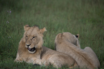 Mighty Lion watching the lionesses who are ready for the hunt in Masai Mara, Kenya (Panthera leo)	