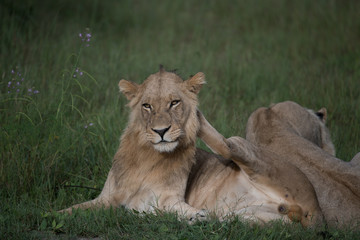 Mighty Lion watching the lionesses who are ready for the hunt in Masai Mara, Kenya (Panthera leo)	