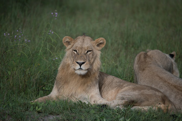 Mighty Lion watching the lionesses who are ready for the hunt in Masai Mara, Kenya (Panthera leo)	