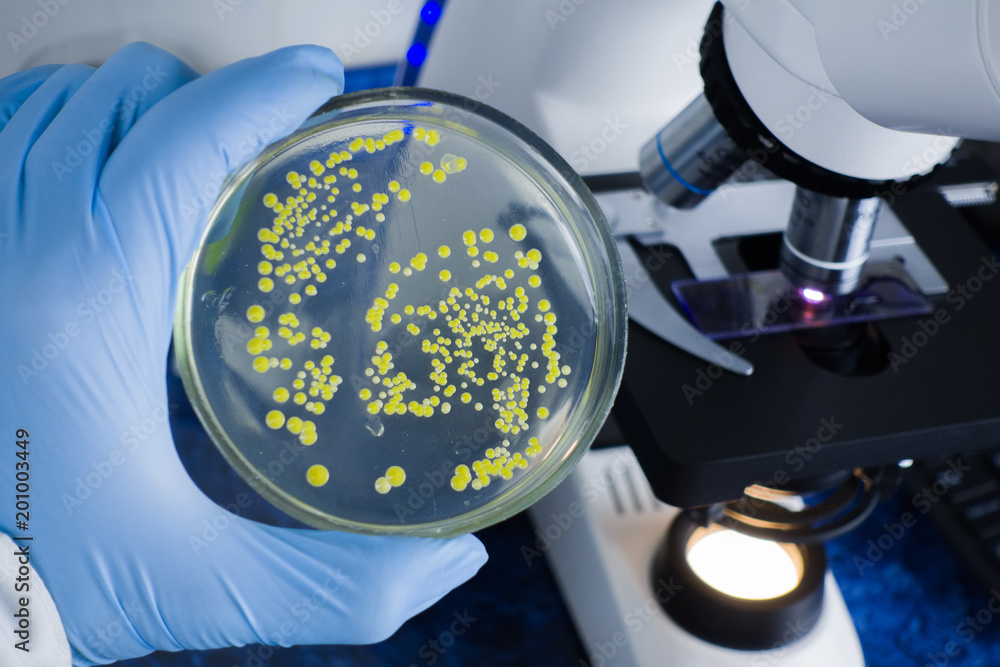 Poster Close-up laboratory microscope. Analysis of bacterial culture under a microscope. Study of bacteria under a microscope. Scientific research in the laboratory.