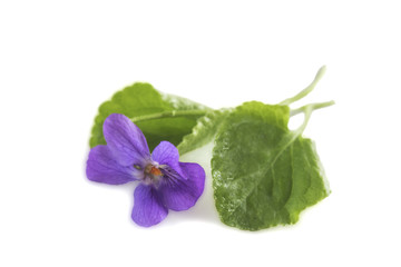 one beautiful fragrant spring flower of violets