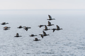 Migrating flock with ducks