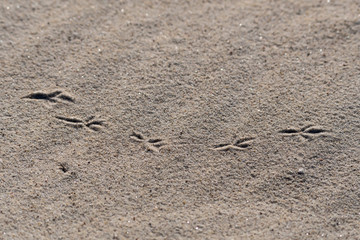 Birds footprints in the sand