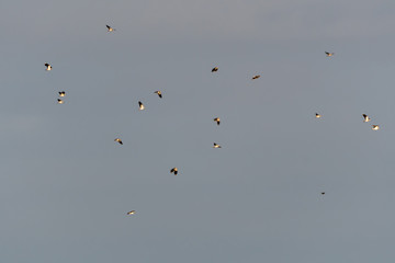 Lots of migrating Lapwings