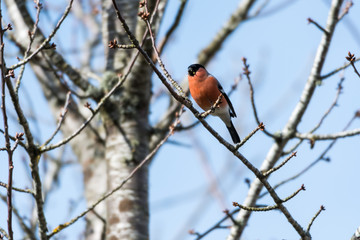Male Bullfinch feeding in a tree
