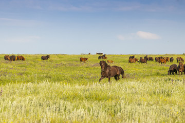 A herd of wild horses shown on Water island in atmospheric Rostov state reserve