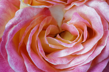 A multi-layered pink flower
