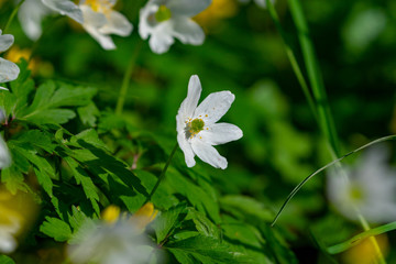 Bl&uuml;hendes Buschwindr&ouml;schen auf dem Waldboden im Fr&uuml;hling