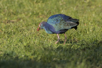 Pollo sultano