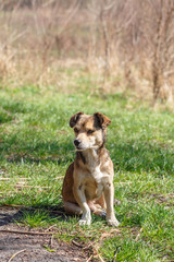 Homeless dog. A homeless cute brown dog walks in nature. A dog resting on the lawn. Cute little doggie. Shelter for stray dogs.